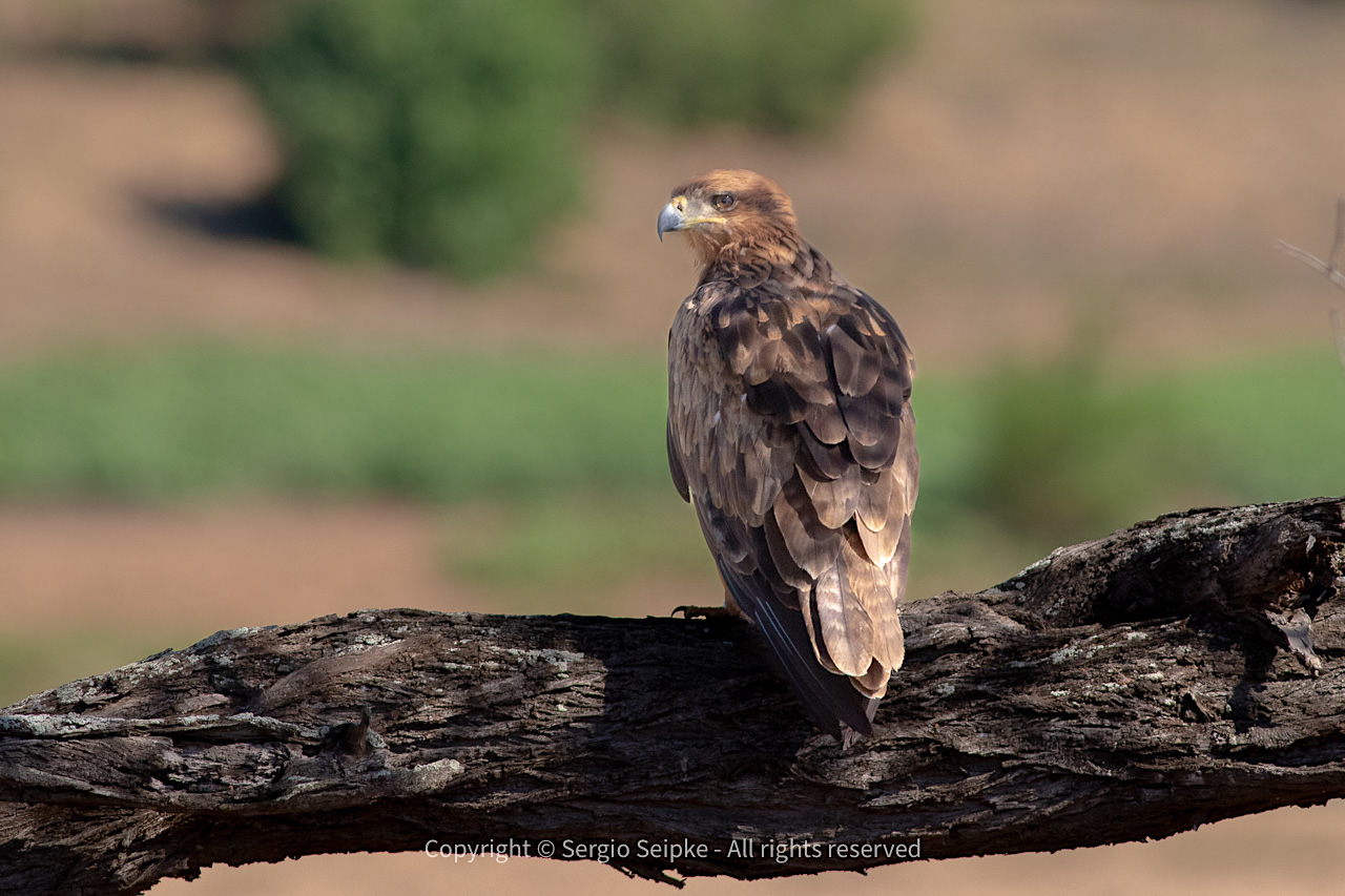Tawny Eagle (Aquila rapax), adult by Sergio Seipke