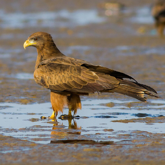 Yellow-billed Kite (Milvus aegyptius), by Yeray Seminario