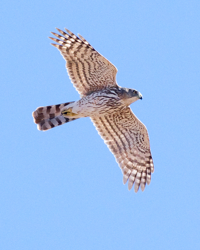 Cooper's Hawk, juvenile by Sergio Seipke