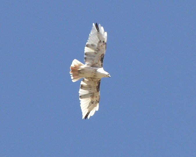 Red-tailed Hawk, adult female partial albino by
Bill Clark