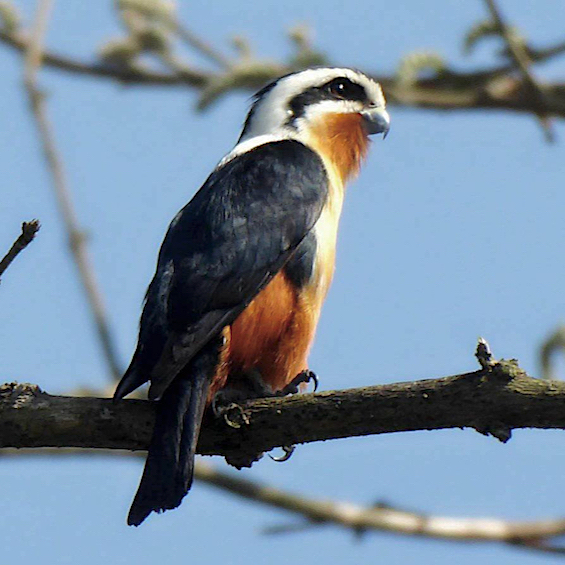 Collared Falconet