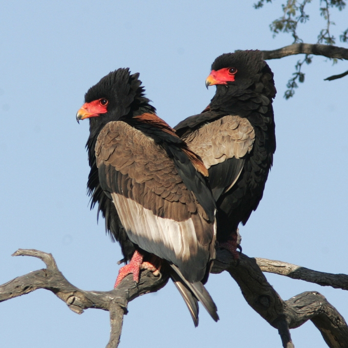 Bateleurs, by Bill Clark