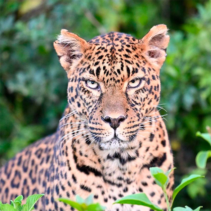 Leopard at Tarangire National Park, by Washington Wachira