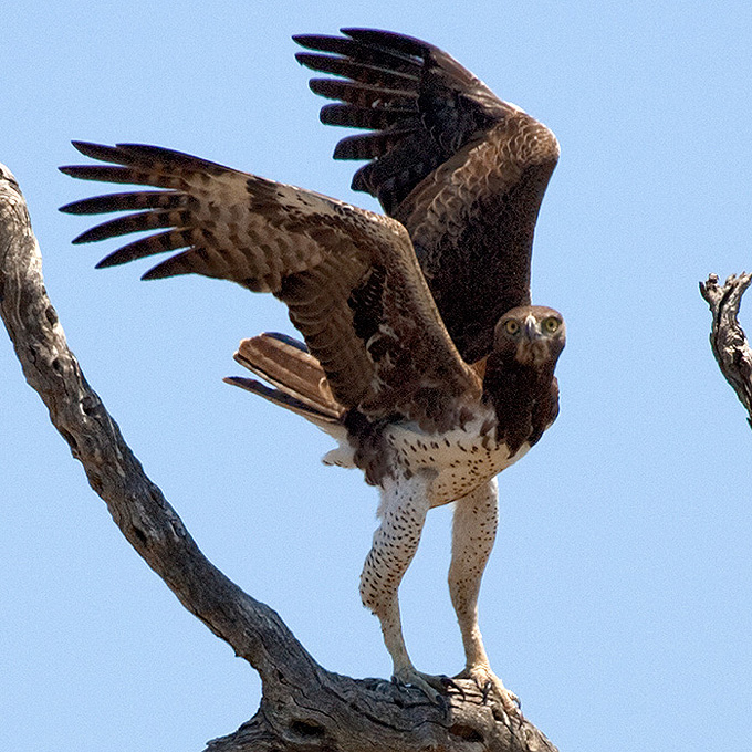 Martial Eagle (Polemaetus belicosus), adult.