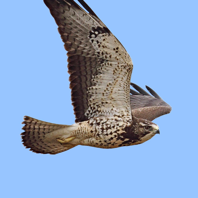 Swainson's Hawk (Buteo swainsoni)