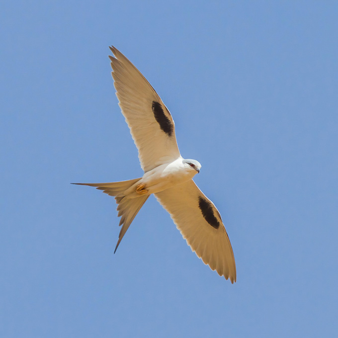 Scissor-tailed Kite (Chelictinia riocourii), by Yeray Seminario