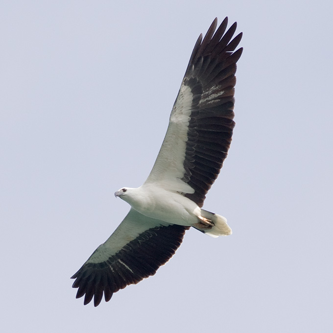 White-bellied Sea Eagle (Haliaeetus leucogaster), adult