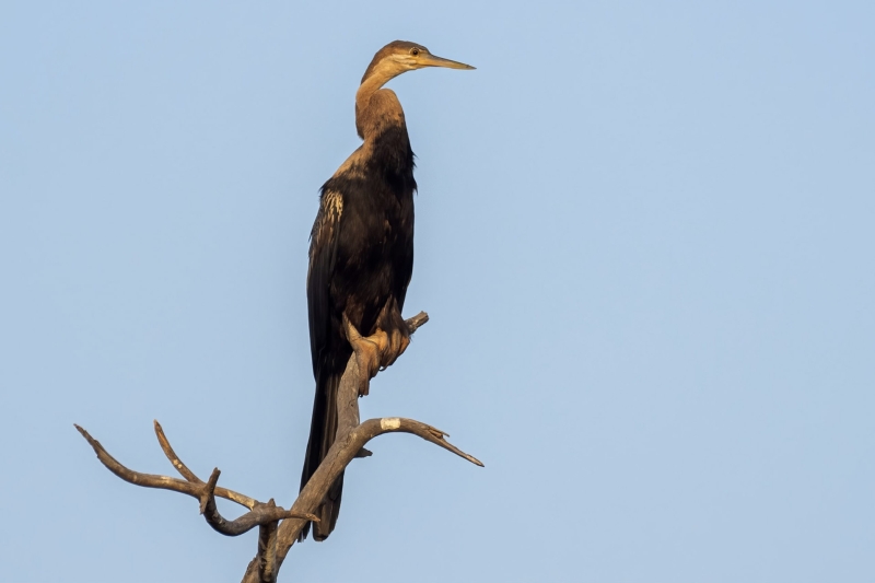 African Darter
