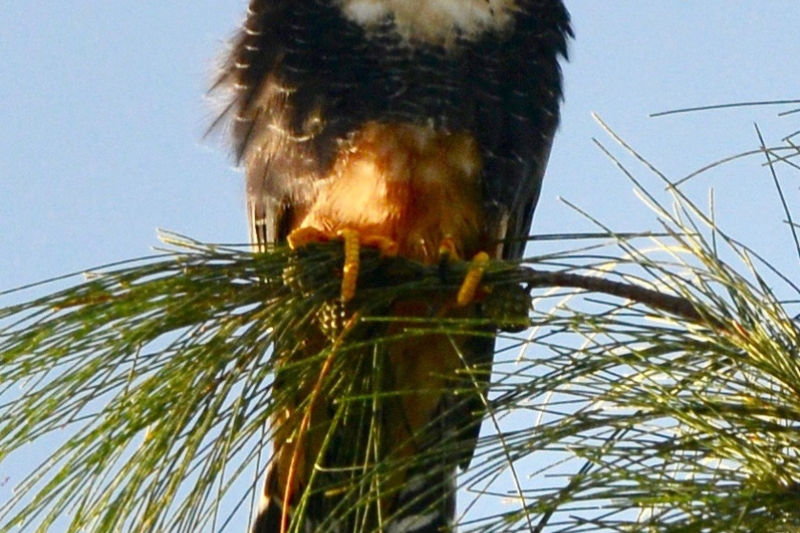 Adult Aplomado Falcon, by Don Bryant.