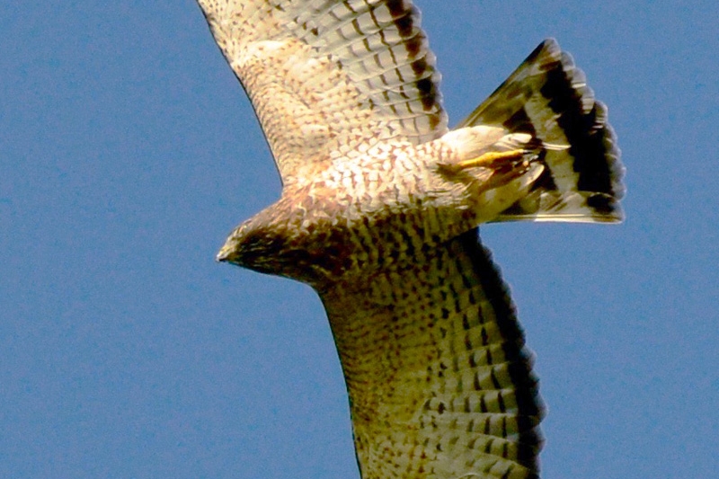 Adult Broad-winged Hawk, by Don Bryant.