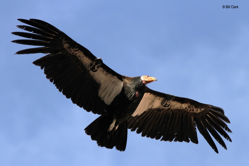 California Condor (Gymnogyps californianus), by Bill Clark 