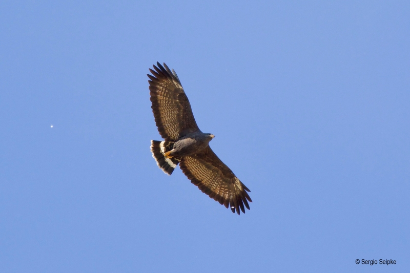 Common Black Hawk (Buteogallus anthracinus), by Sergio Seipke