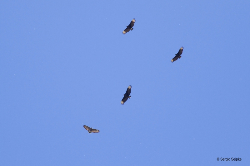 Common Black Hawk (Buteogallus anthracinus) and Black Vultures (Coragyps atratus), by Sergio Seipke