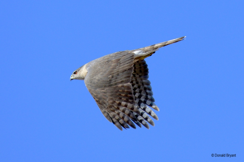 Cooper's Hawk (Accipiter cooperii), by Donald Bryant