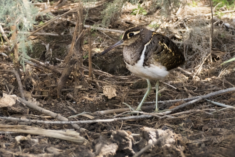 Greater Painted Snipe