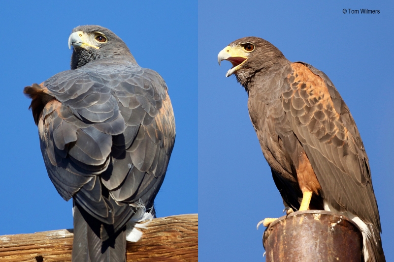 Harris's Hawk (Parabuteo unicinctus), by Sergio Seipke
