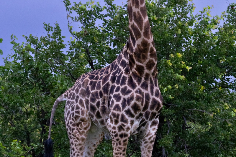 Southern Giraffe