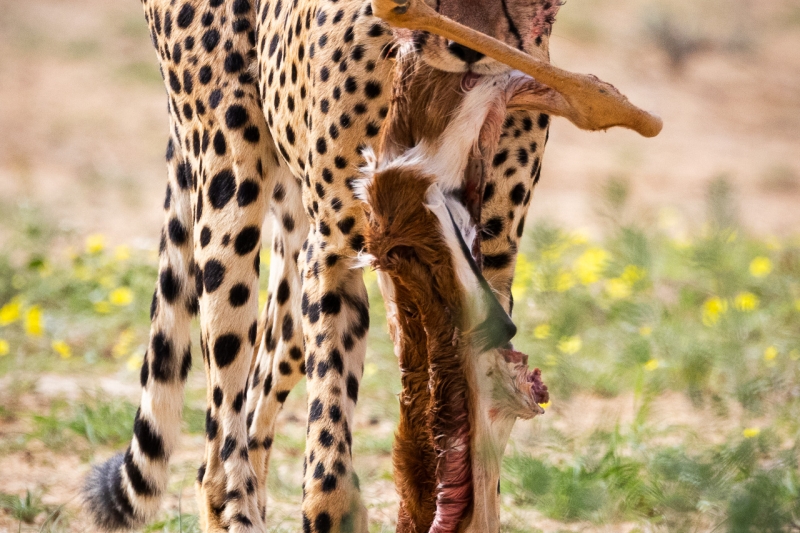 Cheetah with Springbok