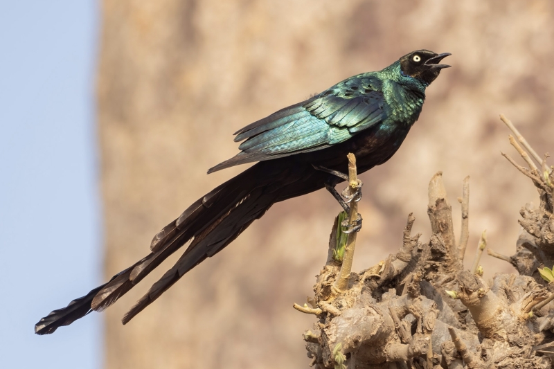 Long-tailed Glossy Starling
