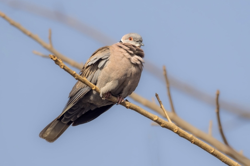 Mourning Collared Dove
