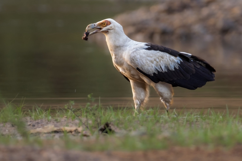 Palm-nut Vulture