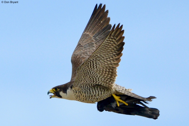 Peregrine Falcon with prey, by Don Bryant.