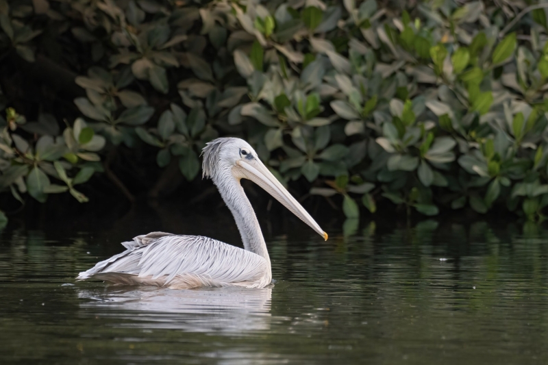 Pink-backed Pelican