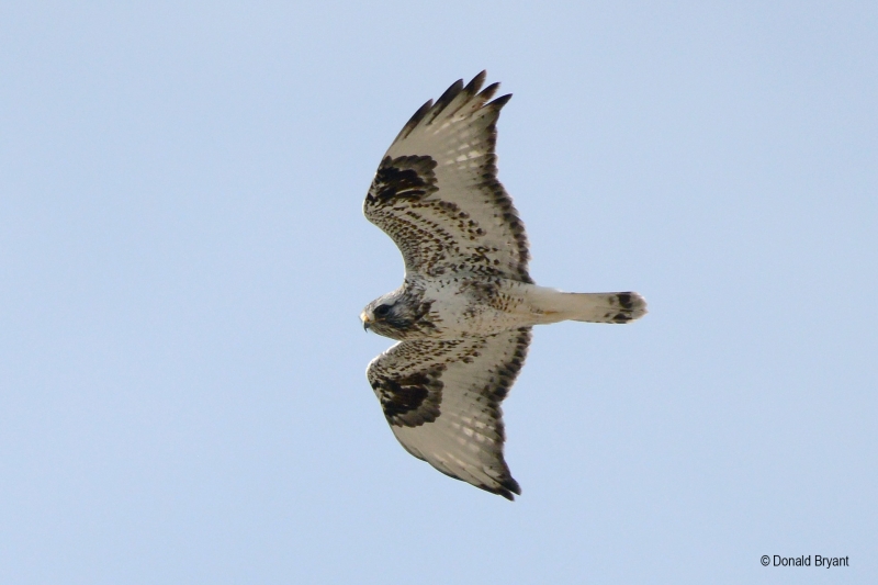 Rough-legged Hawk (Buteo lagopus), by Donald Bryant