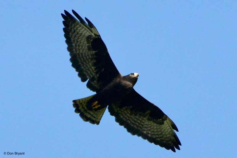 Adult Short-tailed Hawk, dark morph, by Don Bryant.