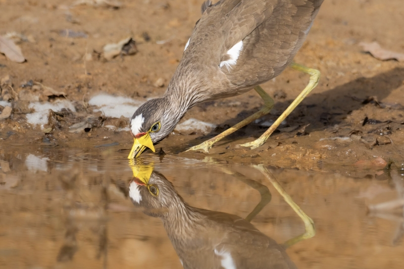Wattled Lapwing
