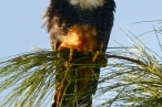 Adult Aplomado Falcon, by Don Bryant.