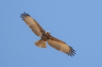 Beaudouin's Snake Eagle