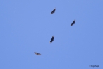 Common Black Hawk (Buteogallus anthracinus) and Black Vultures (Coragyps atratus), by Sergio Seipke