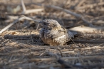 Long-tailed Nightjar