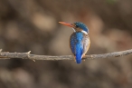 Malachite KIngfisher