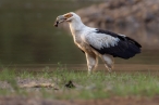 Palm-nut Vulture