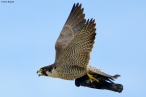 Peregrine Falcon with prey, by Don Bryant.