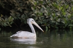 Pink-backed Pelican