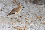 Senegal Thick-knee