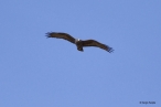 Zone-tailed Hawk (Buteo albonotatus), by Sergio Seipke 